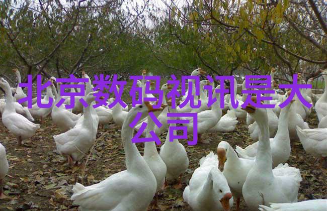 设计之美固定床反应器的创意与实现