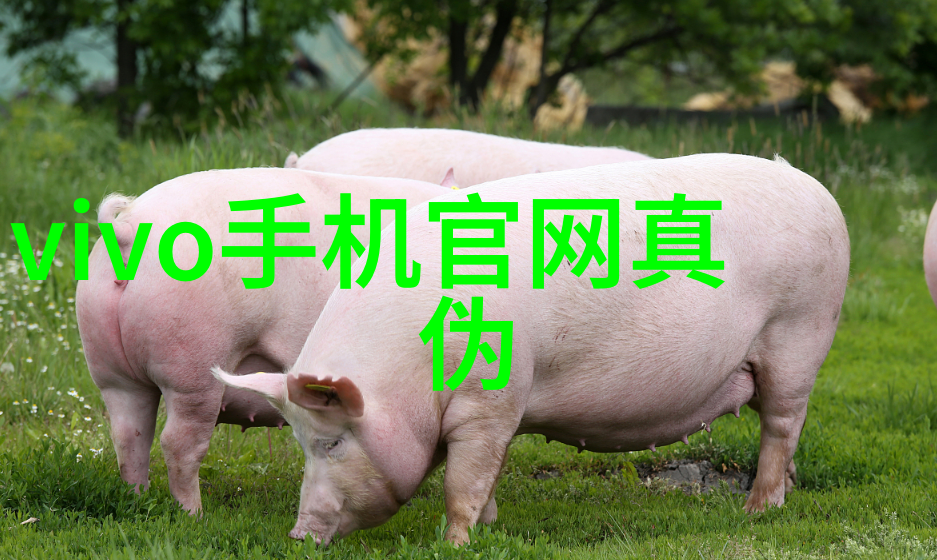 百合坐姿与距离的艺术