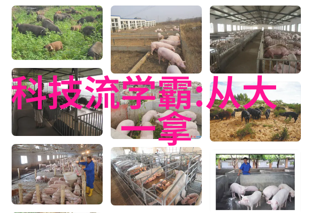 脱水魔力全自动重量选别机供应商激动筛