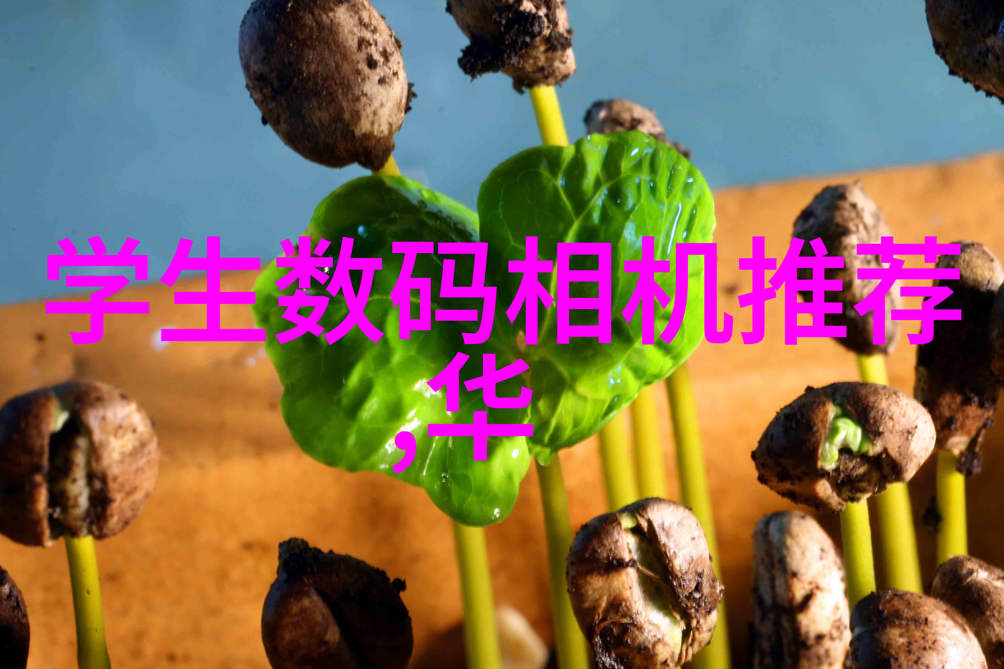 兔宝宝板材-温馨居家探索兔宝宝板材的设计魅力与环保优势