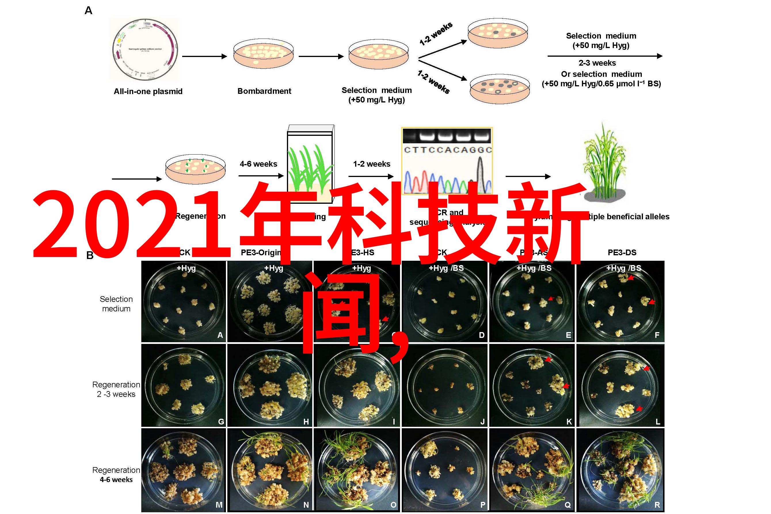 张鹭现代音乐人