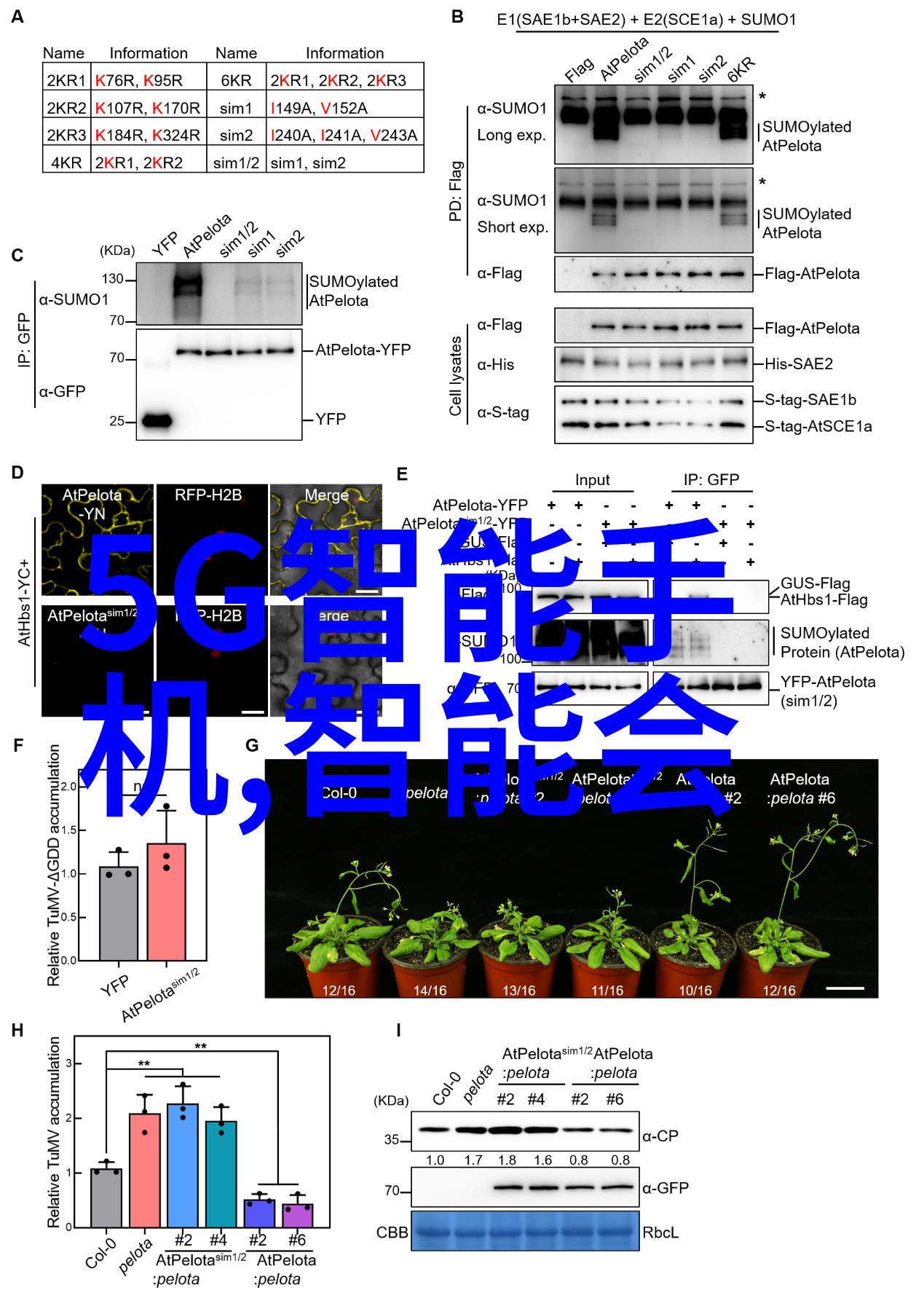 揭秘苹果15手机发布时间预计何时迎来新一代智能革命