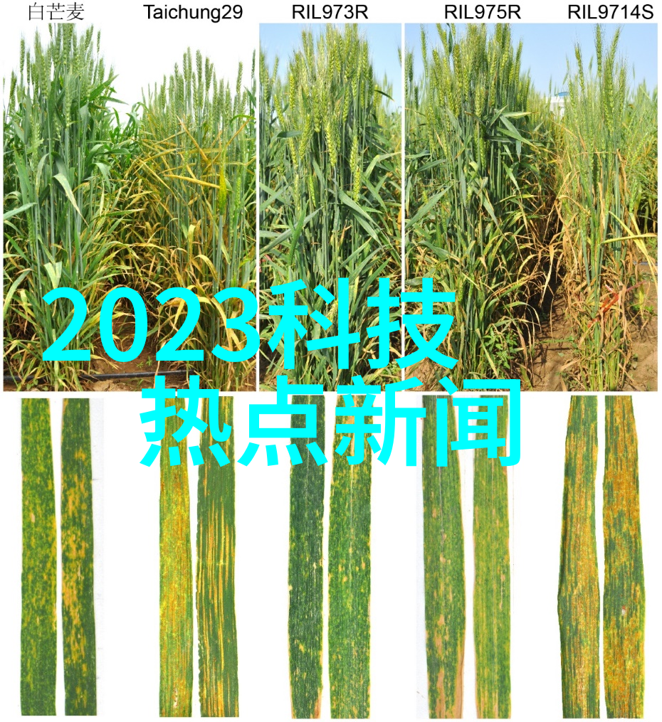 金属流动之翼不锈钢输送机的技术与应用