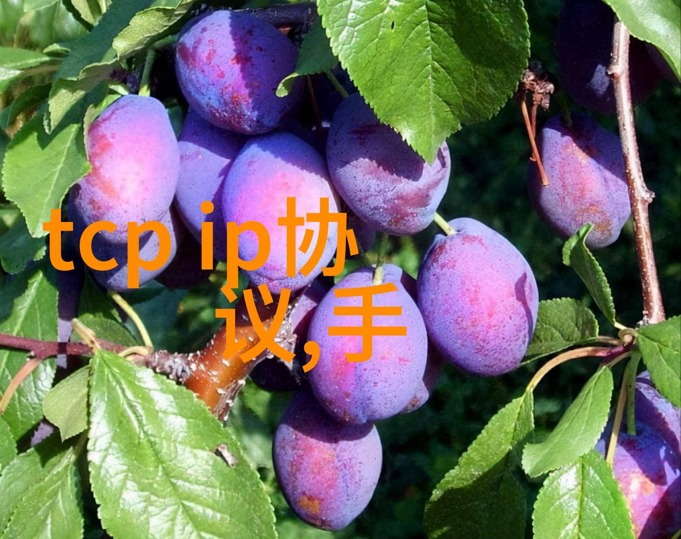药剂之风空气的精炼者
